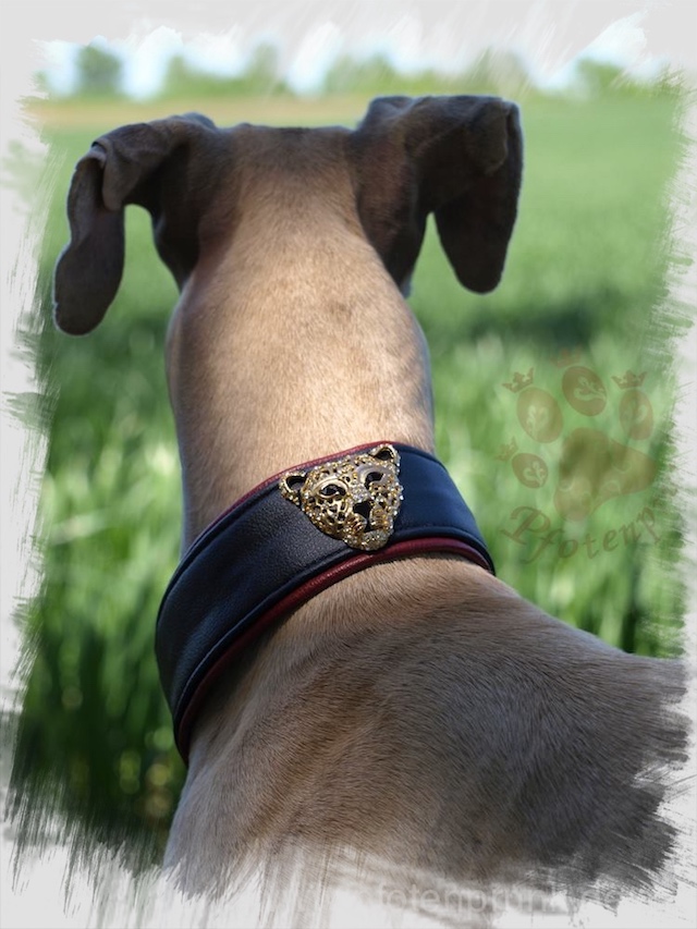 Martingalhalsband selber nähen - Mit Dekoration wie im Foto ein individuelles Hundehalsband.